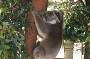 Koalas