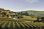 A typical Barossa view